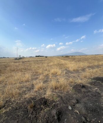 Land for Sale in Juja Farm – 2 Blocks of 3.25 Acres | KES 14M P/a