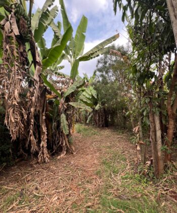 2.5 Acres for Sale at Kibichoi Githunguri – KSh 18M